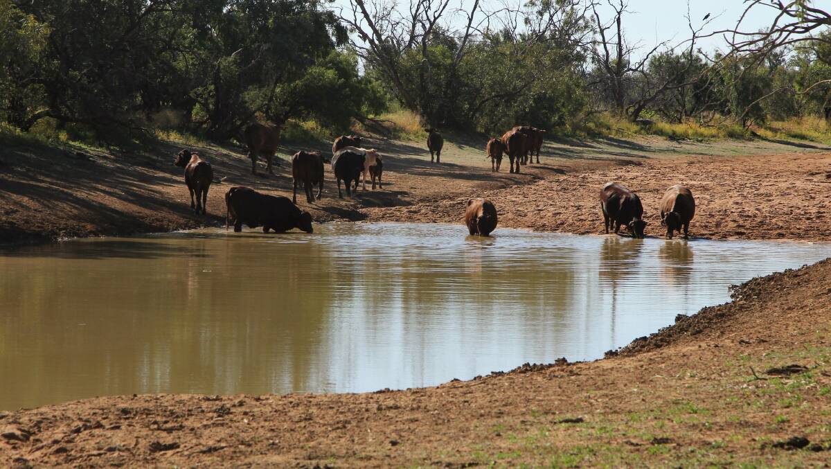 Santa Gertrudis cattle having an afternoon drink at one of the waterholes on Rick and Ann Britton's country at Boulia. Pictures - Sally Cripps.