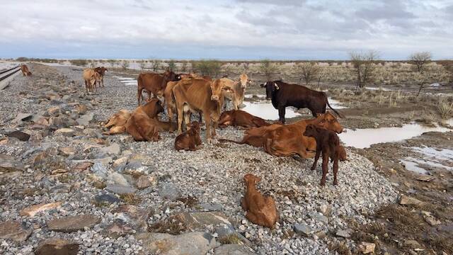 Exhausted cattle stand shellshocked at Eddington, Julia Creek. Photos supplied.