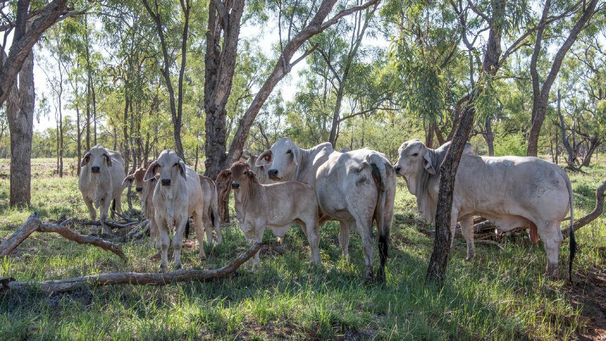 Ninety per cent of the cattle in northern Australia are Brahman or Brahman-cross, hence the concern expressed by Brahman breeders overseas. Picture - Jacqueline Curley.