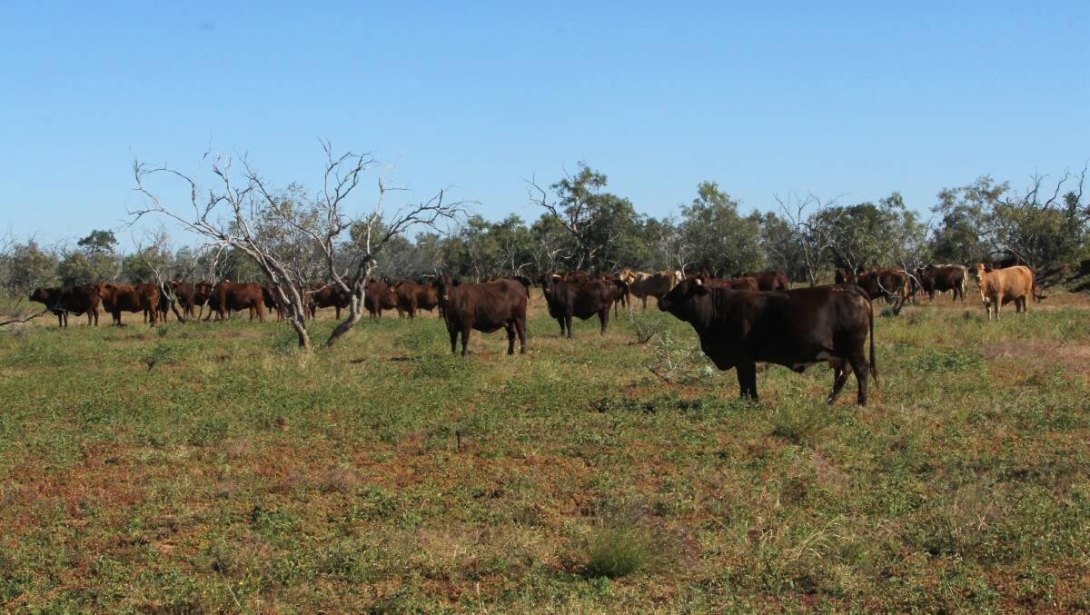 Cattle are responding well to the feed available on country owned by Rick and Ann Britton, Boulia.