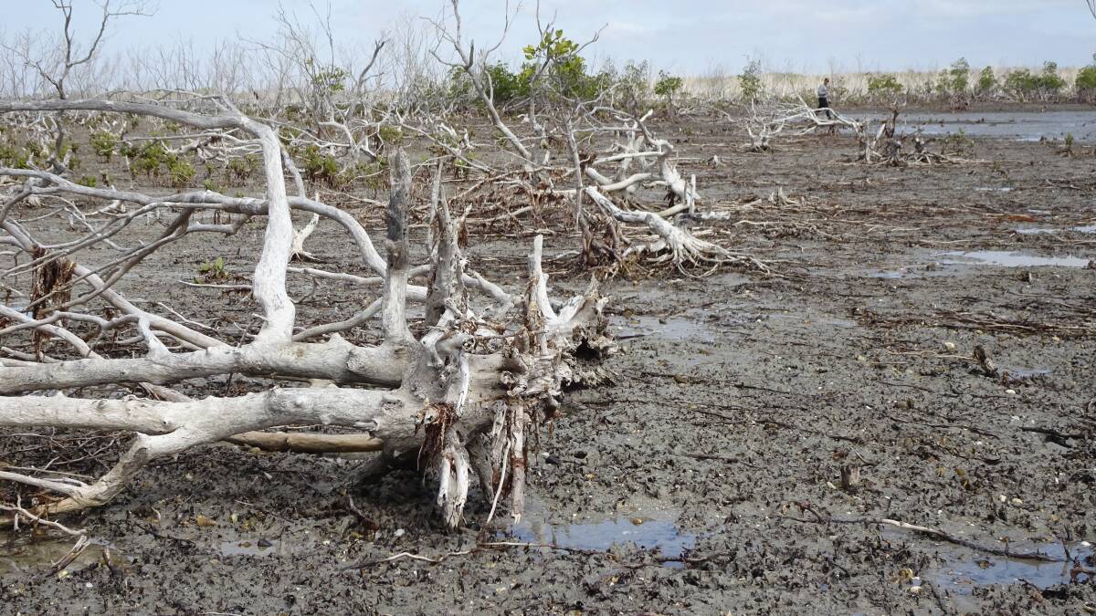 The mangrove damage was compounded by Tropical Cyclone Owen.