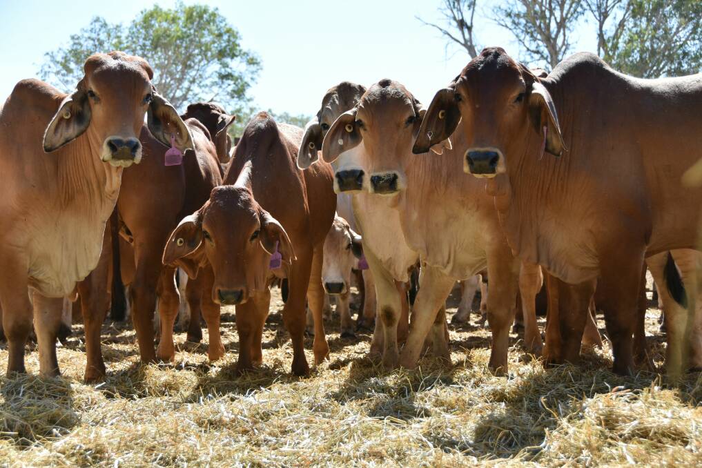 Brahman cattle at the Karumba Live Export facility ahead of their trip to Indonesia.