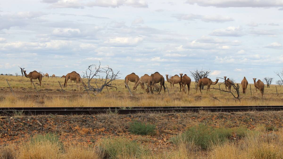 Landsborough Highway travellers can sometimes see camels in paddocks beside the highway around Winton.