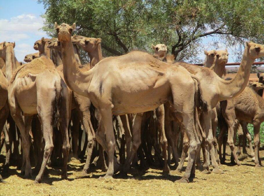 Some of the camels yarded at Aldinga, north of Boulia this week.