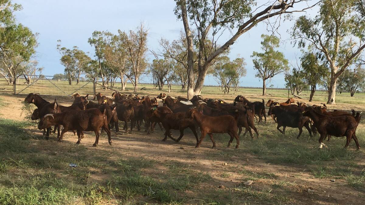 Southern Gulf NRM is offering financial support for landholders to attend the 2021 'NRM in the Rangelands' conference, to be held later in the year.