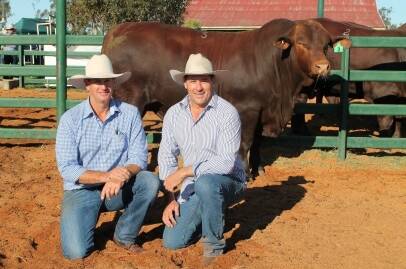 Creating a new breed record at the Yarrawonga Waco on-property bull sale was Yarrawonga El Salvador K306 (P) that was bought by David Bassinthwaigthe, Waco Stud, and sold by Andrew Bassingwaighte, Yarrawonga Stud.