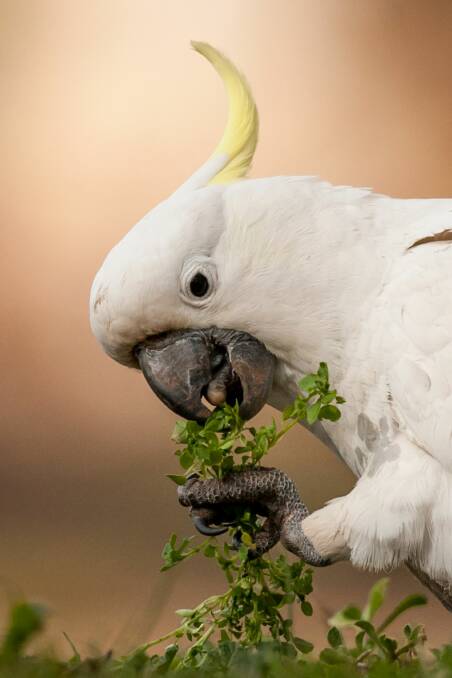 DEXTEROUS: A sulphur-crested cockatoo. Photo: Georgina Steytle