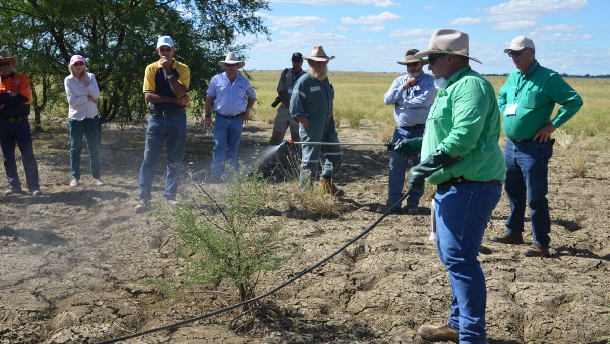 WEED KILL: A photo from last April's North West Queensland Weed Control forum and field day in Richmond, showing Nathan Morgan spraying a prickly acacia plant. Photo: Derek Barry