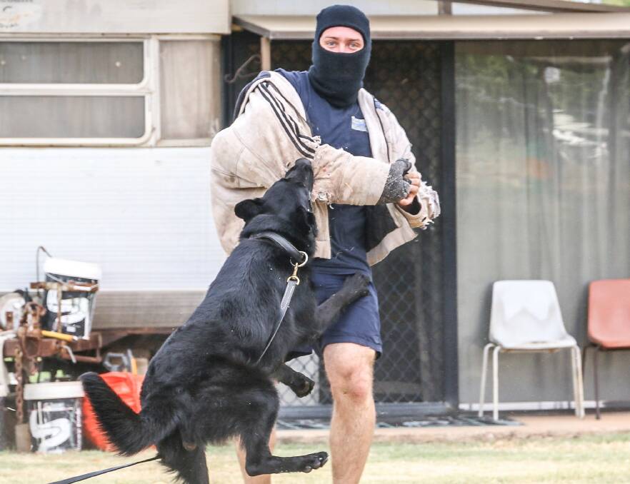 ATTACKING THE ATTACKER: Police role player Chris Brooks is used to getting bitten, and wears a protective purpose built bite sleeve for training scenarios. Photo: source