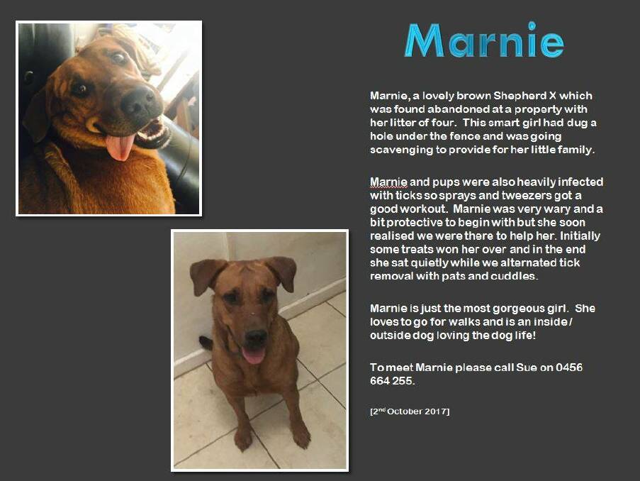 Marnie is currently up for adoption, being fostered by Aleace.