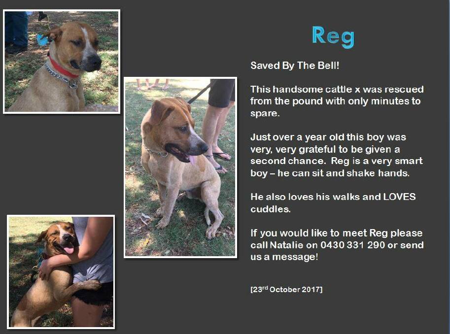 Reg is currently up for adoption, currently fostered by Natalie.