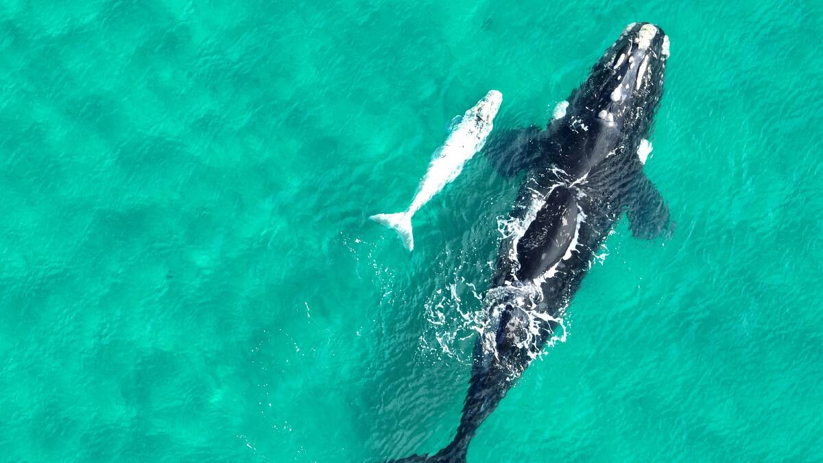 Southern right whale with calf taken on the NSW South Coast. Image taken from 100 metres with 7x optical zoom. Picture: Maree Jackson 