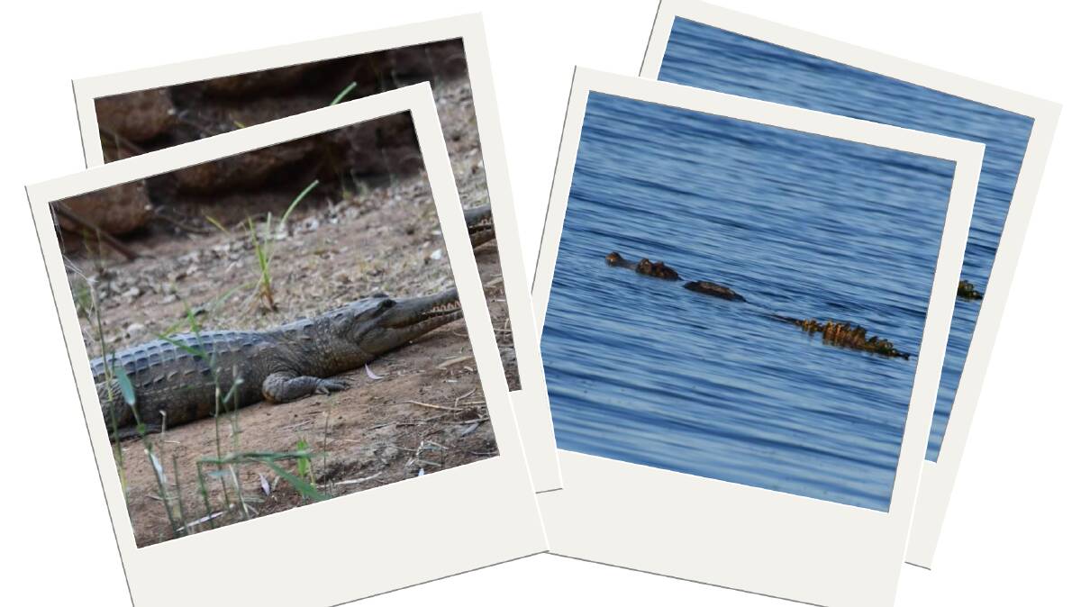 First croc at Cobbold Gorge, the second at Lake Moondarra. Photos: Derek Barry