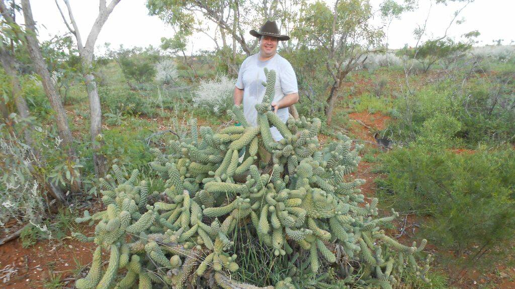 LANDCARE AT DELTA: A coral cactus was located for removal. Photos: Supplied