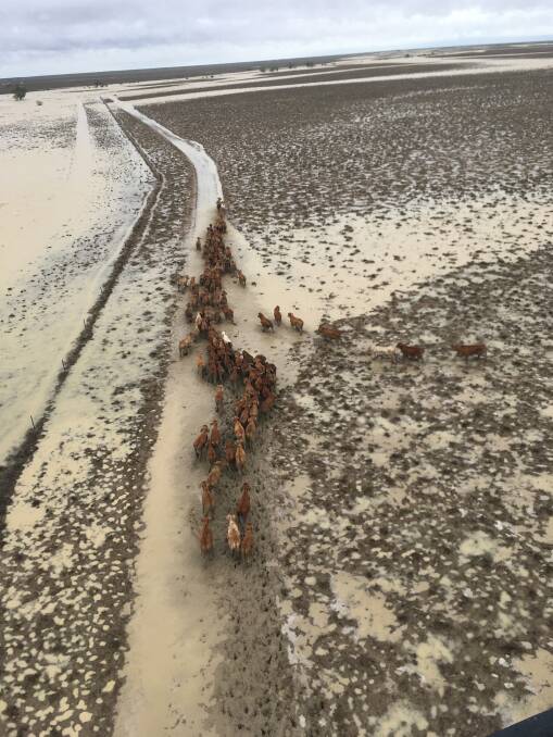 CATTLE: Very few cattle found higher ground and survived the floods. Photo: Marty Rogers