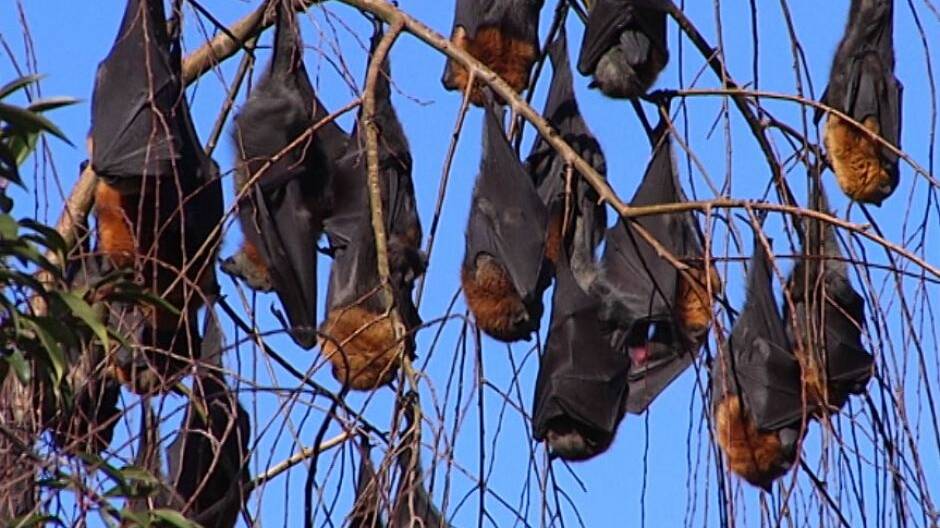 GONE BATTY: Nomadic Red Flying-fox roost no longer at the Mount Isa Cemetery. Photo: Supplied