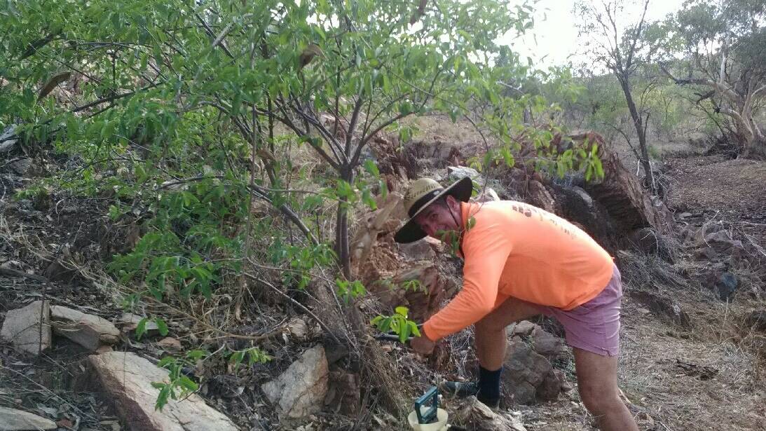 President of the Mount Isa Landcare Group Mark Van Ryt returned to Gorge Creek with his posse to help eradicate rubber vine. Photos: Supplied
