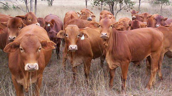 CATTLE: Aussie Helpers new program has a dual benefit for Queensland and NSW graziers. Photo: Supplied
