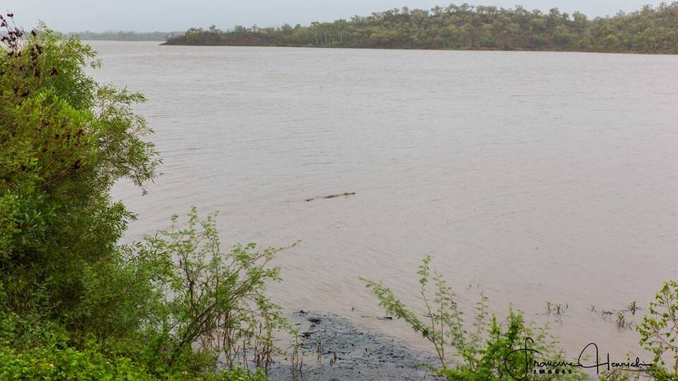 CROC SIGHTING: Francine Henrich spotted this croc at the lake on Sunday February 3. 