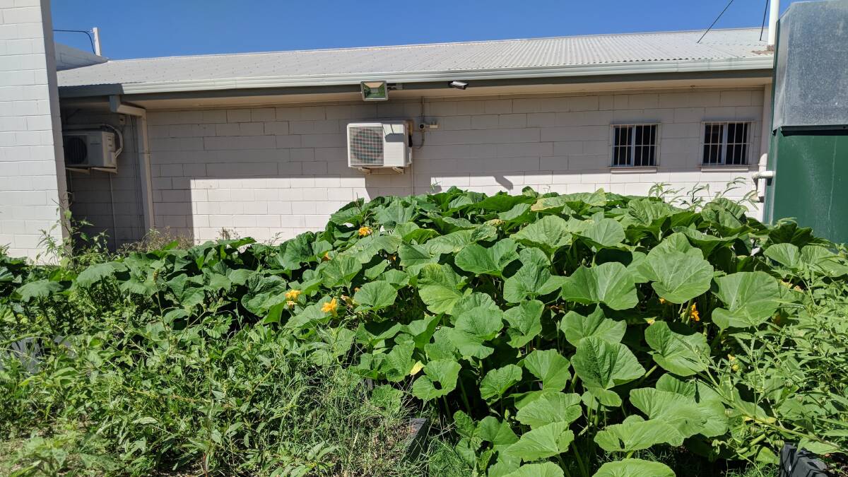 INVITATION: The official opening of the Cloncurry Community Garden is Monday, April 23. Photo: Supplied
