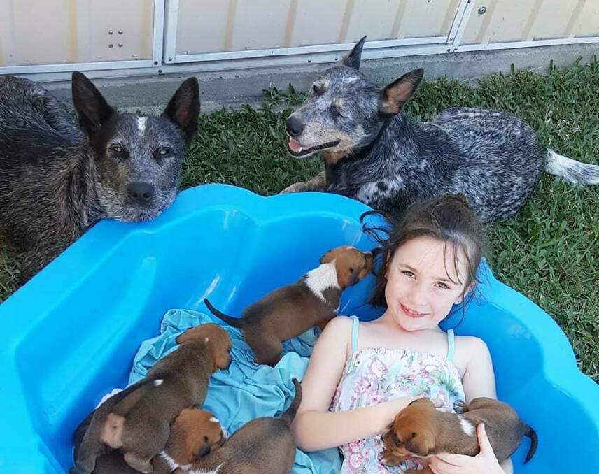 PUPPIES: Rebekah Wright had some new editions recently. Photo: Supplied