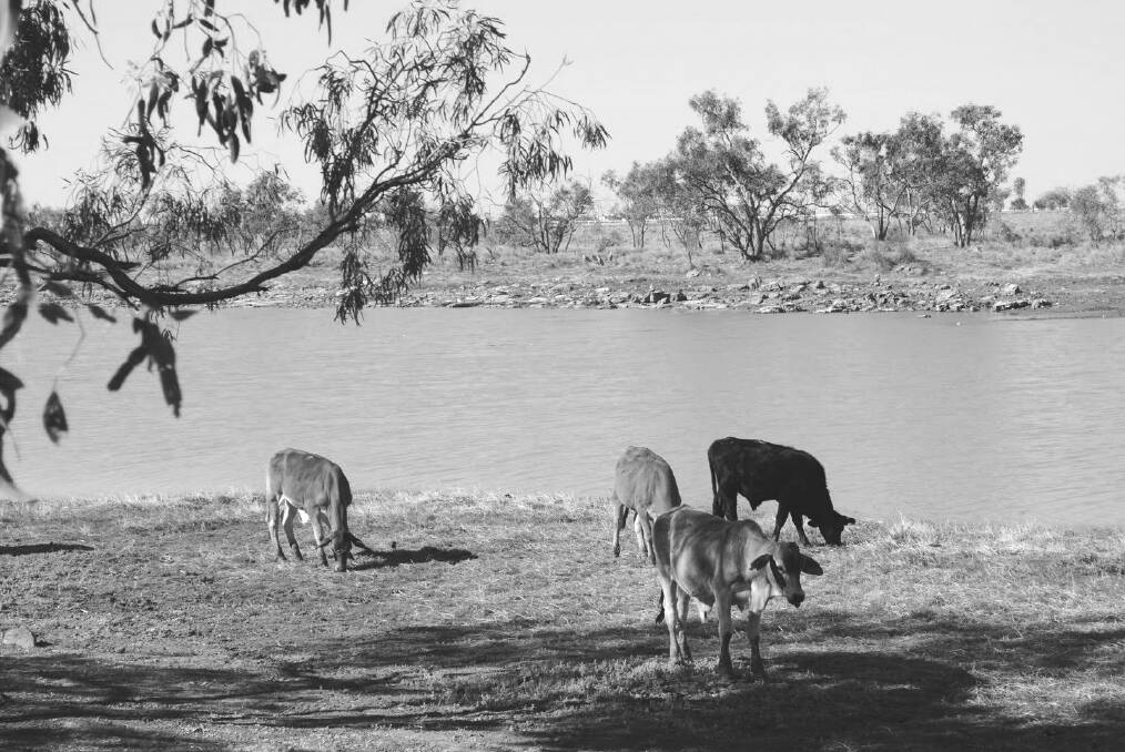 Stock: Cattle grazing along Georgina River at Camooweal. Photo: Supplied.