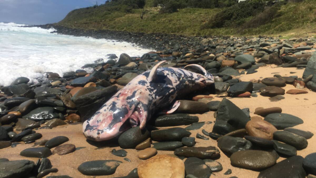 A beachgoer captured this image of a baby sperm whale washed up near Garie Beach at the Royal National Park on Tuesday. Picture: Bruce Steele