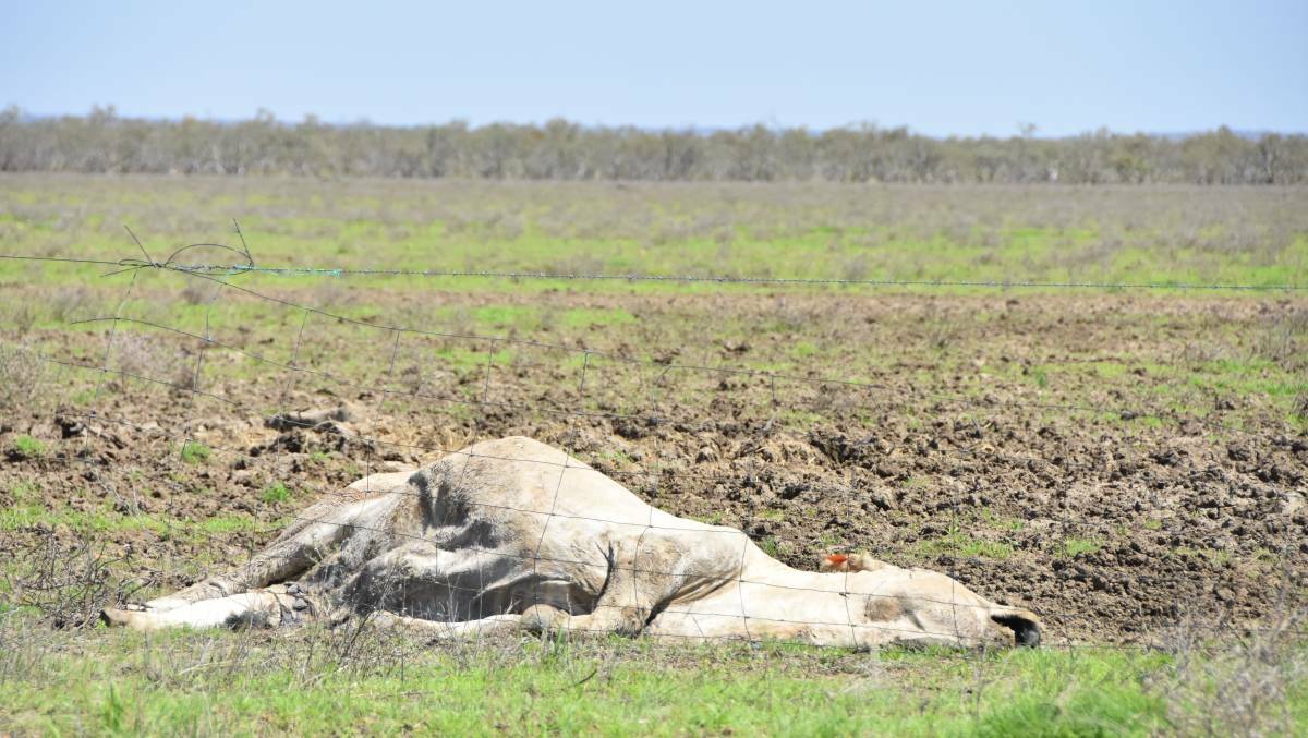 A dead cow lies in a muddy paddock on the outskirts of Winton.