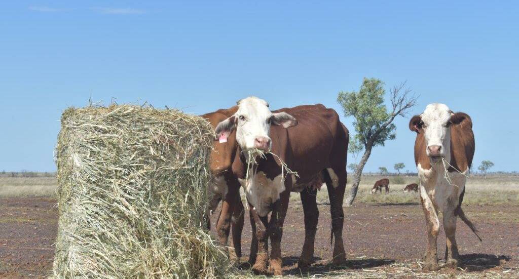 Surviving cattle feeding on Weston Station. PHOTO: Cyndi McQueen. 