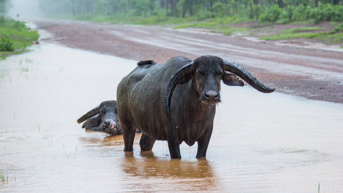 DANGER, WILL ROBINSON: Buffalo, and other creatures, can make the road an extra dangerous place in the Northern Territory. Image: SHUTTERSTOCK