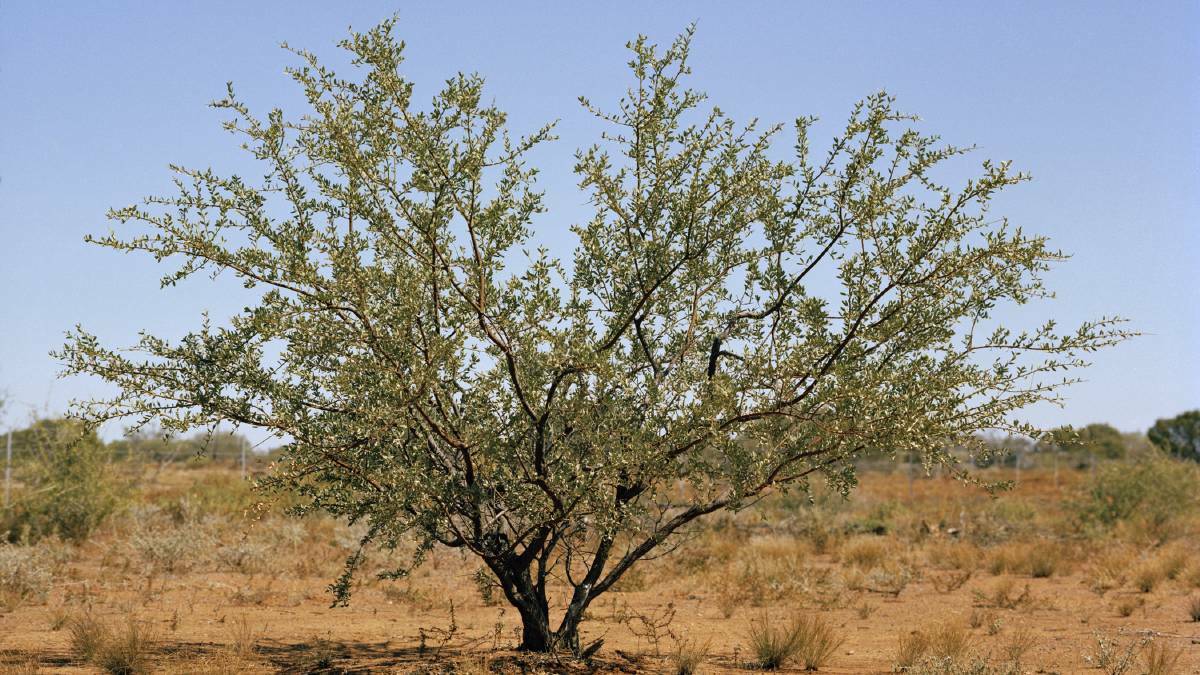 Prickly acacia is a huge threat for producers across north west Queensland.