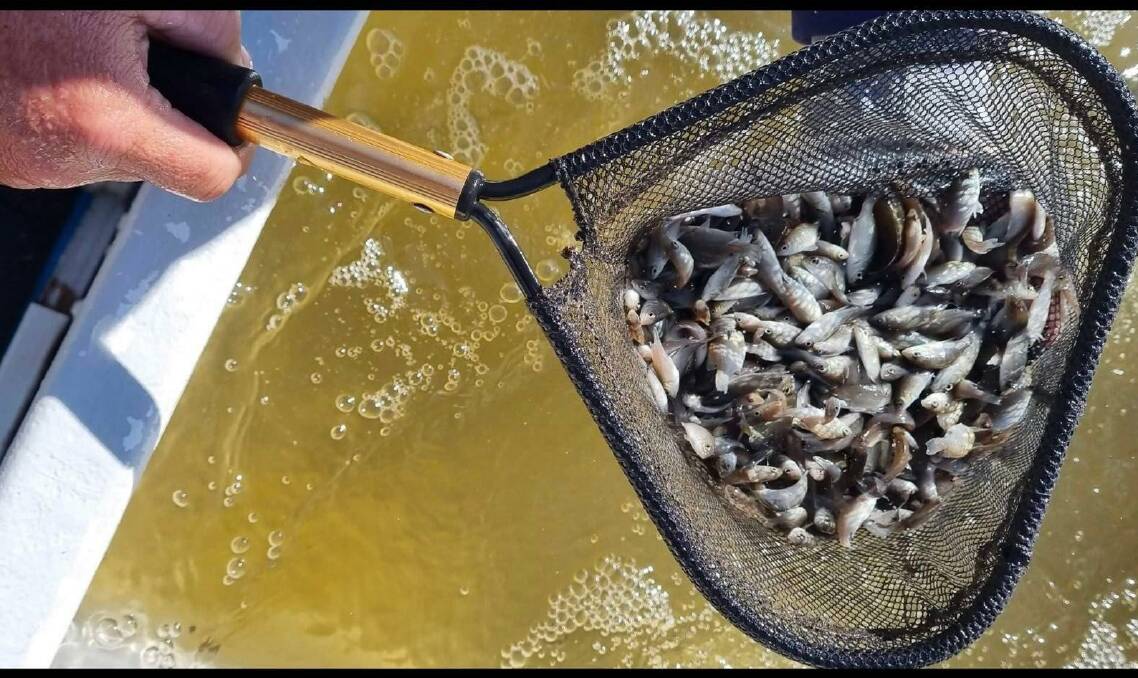 Sooty Grunter fingerlings were released into Lake Moondarra on Tuesday May 31. Photo supplied.