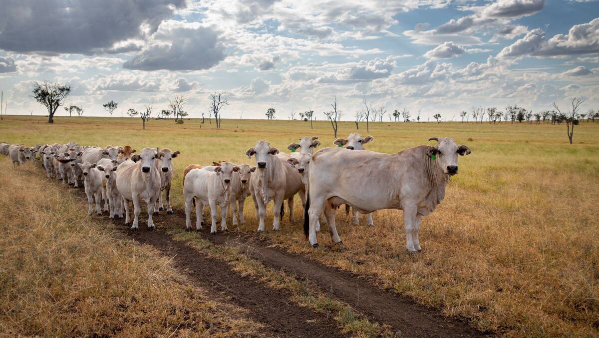 Romagnola and Romagnola/Brahman cows and calves. Photo supplied.
