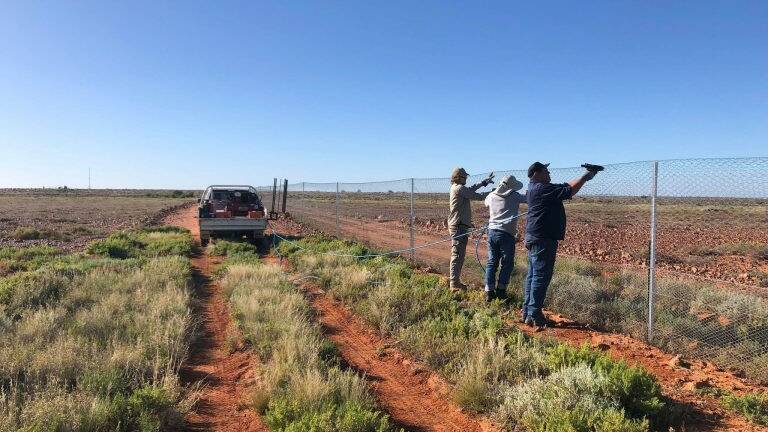 Arid Recovery team fence the 12,000 hectare reserve on Andamooka Station in South Australia. Photo: Nathan Manders