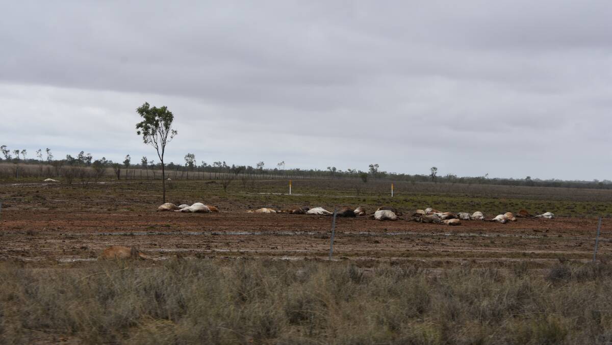 FLOOD: Landholders experience drastic stock losses from flooding in North West Queensland. Photo: Samantha Walton.