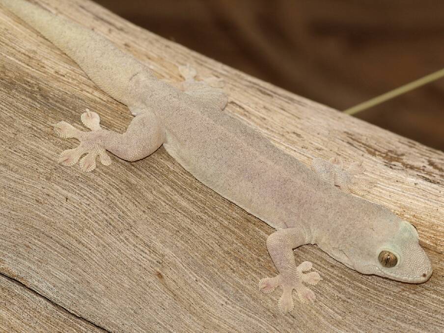 Gehyra Lauta (ghost gecko) was discovered at Sybella Creek south of Mount Isa. Photo supplied.