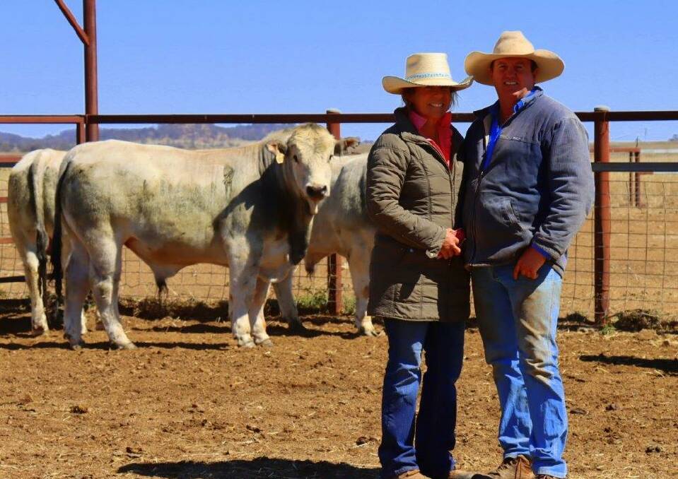 Matt and Anna Ahern have been selling Romagnola bulls into the north for the last 20 years. Photo: Kelway Photos