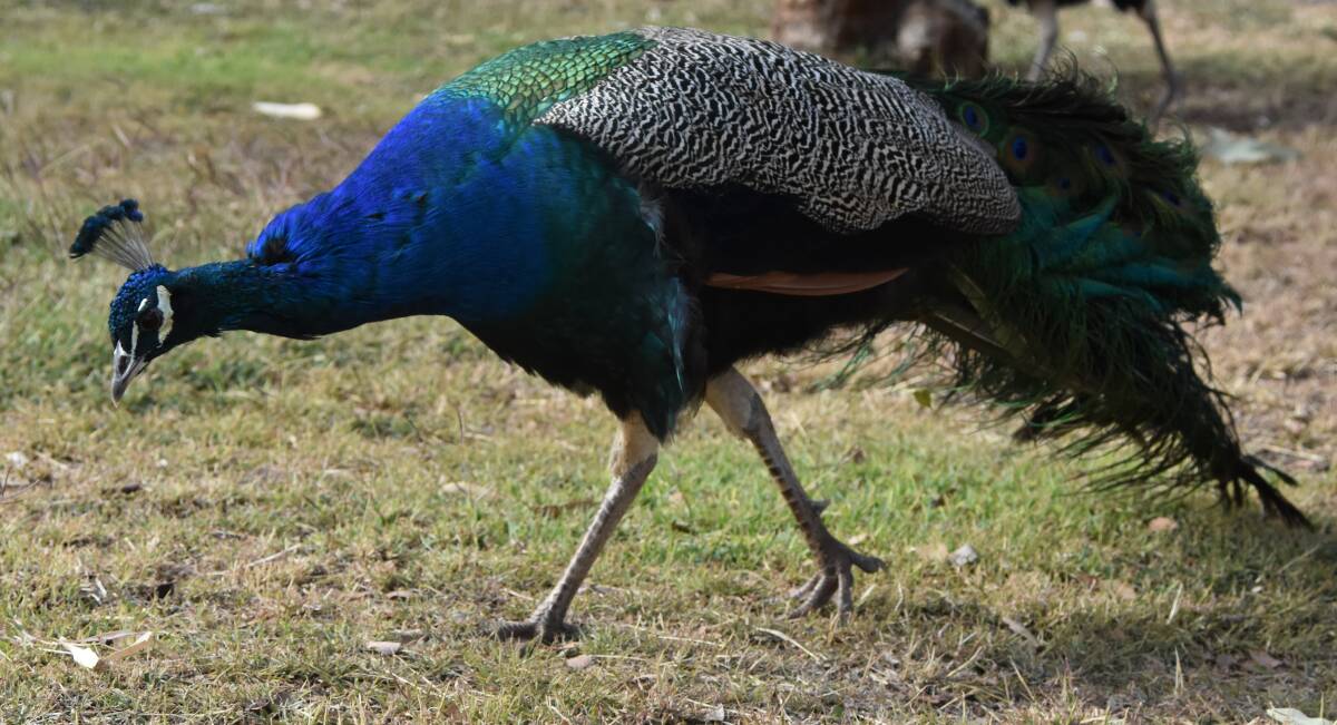 Peacocks are regularly spotted at Warrina Park and other areas around Lake Moondarra. Photo: Samantha Campbell.