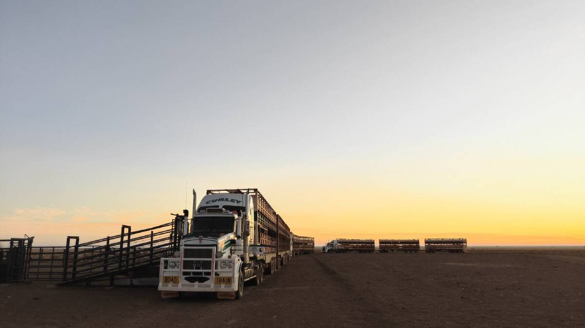 Curley Cattle Transport services from Lake Nash in the Northern Territory to the Blackall region. Photo supplied.