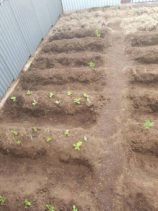 In the process of planting seedlings. Photo supplied.