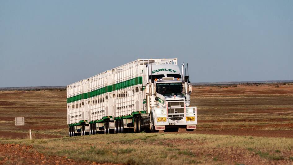 Curley Cattle Transport has acquired Brennan Cattle Transport in Mount Isa. Photo: Ann Britton Photography.