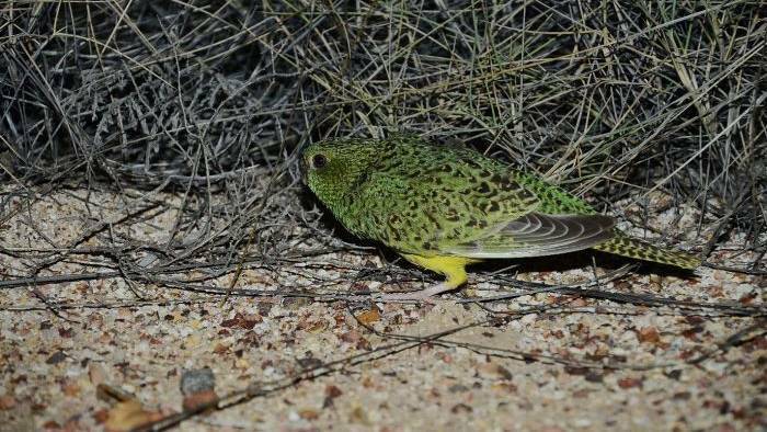 This is the photo of the night parrot John Young took in 2013.