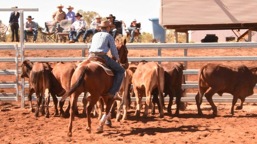 Competitors will descend on Mount Isa this weekend for the annual four day campdraft. Photo: file.