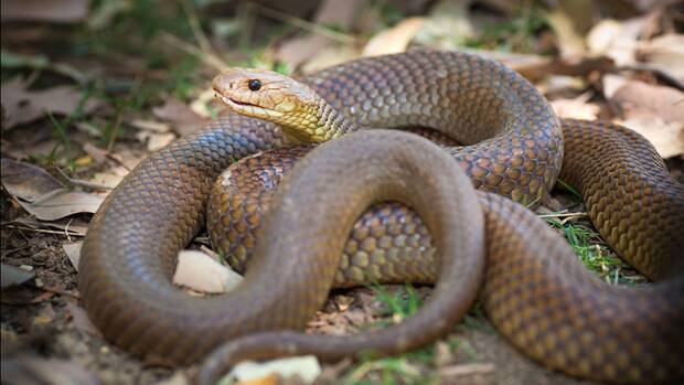 Brown Snake. Source: Australian Geographic.