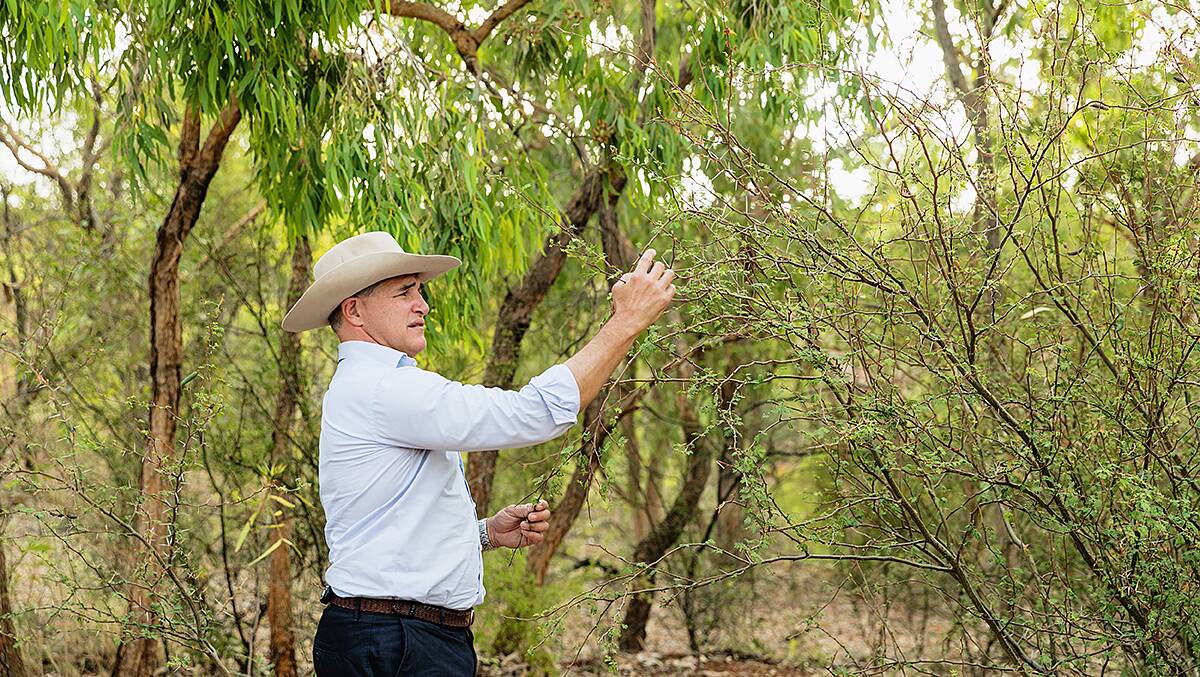 KAP State Leader Robbie Katter calls for urgent action to stop the spread of prickly acacia. 