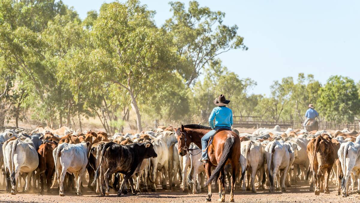 An innovative 'herd aggregation' project has been developed to open the Australian carbon market up to graziers with smaller herds. Photo supplied.