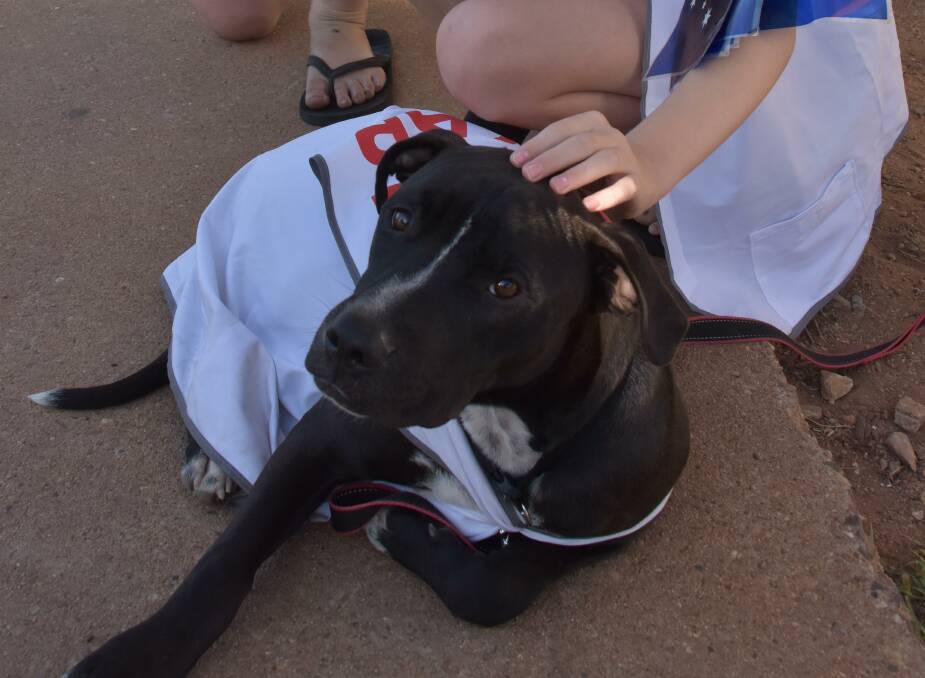 Political puppy Wagner supporting Katter's Australia Party in Mount Isa. Photo: Samantha Campbell.