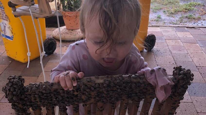 YUMMY: Elsie Balmain from Carrum Station Julia Creek inspects the gidgee bugs up close. Photo supplied.