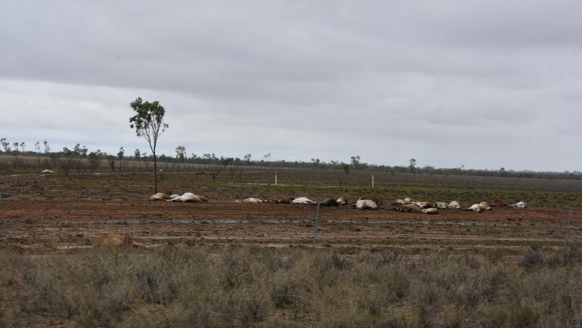 FLOOD: Landholders experienced drastic stock losses during the February 2019 North West flood. Photo: Samantha Campbell.