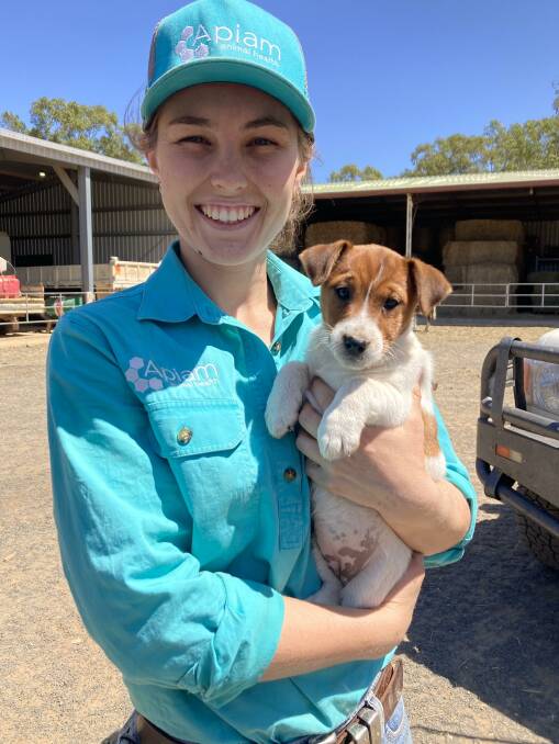 Clermont Veterinary Surgery veterinarian Caitlyn Mittelstadt predicts a surge in cases in central and north west Queensland. Photo supplied.